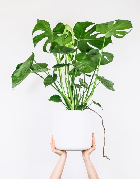    Фото: unsplash.com/@feeypflanzen