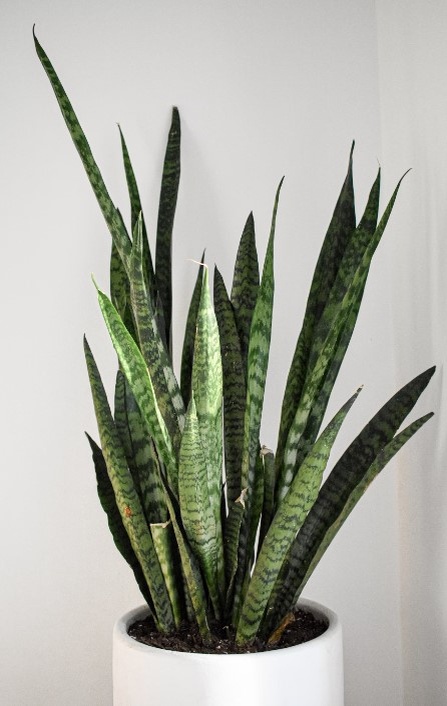    Фото: unsplash.com/@jakegoossen