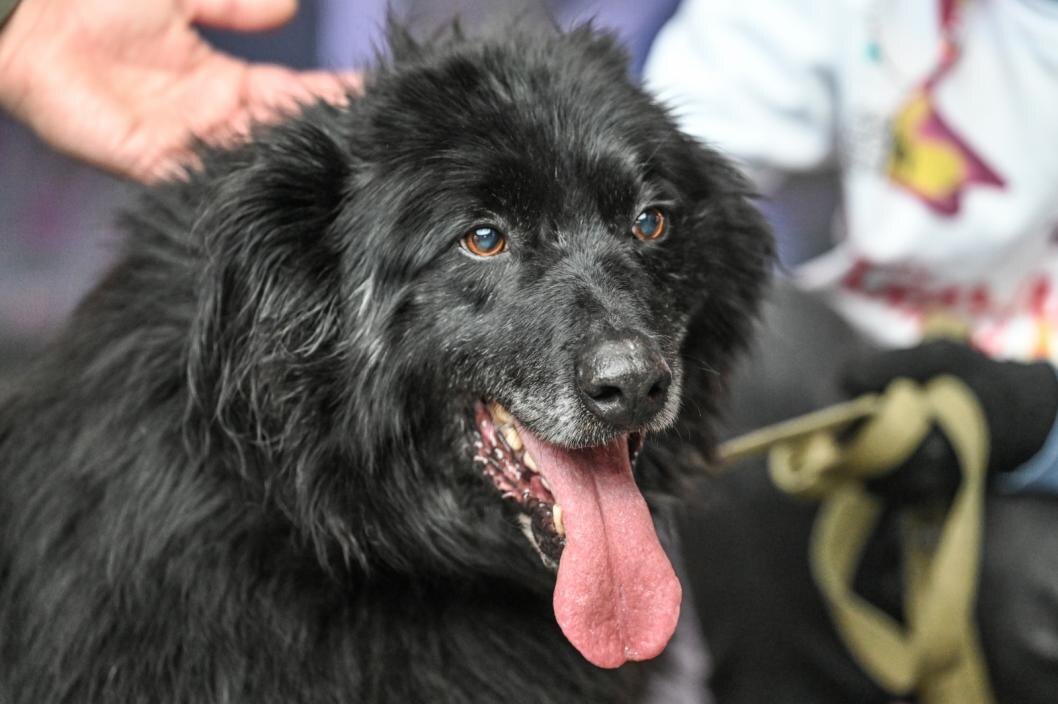 Сергей Елесин, ИА "Тюменская линия"