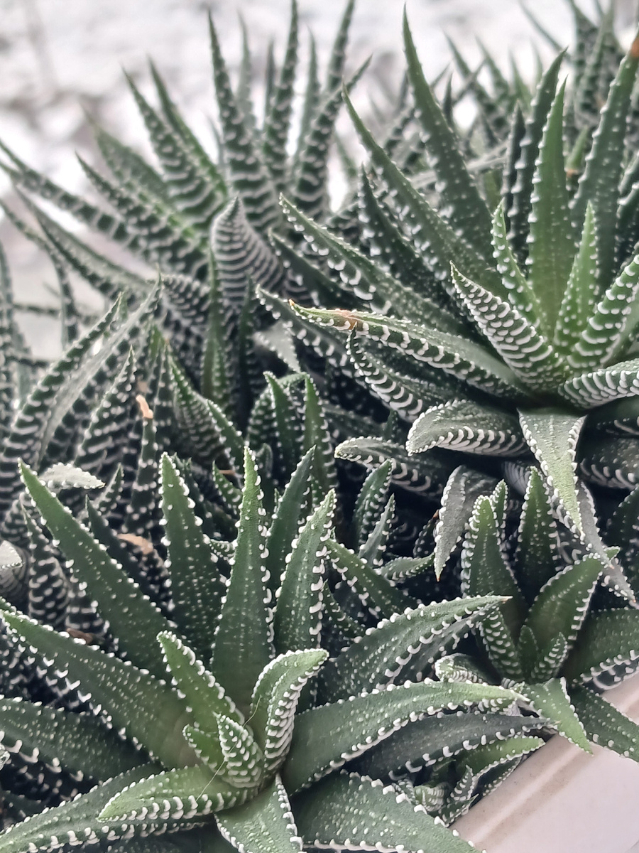 Хавортия полосотая-комнатный суккулент