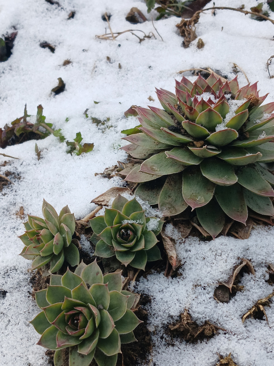 Зимнее молодило Каменная роза