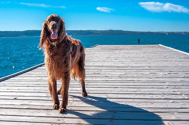 Ирландский сеттер: istockphoto