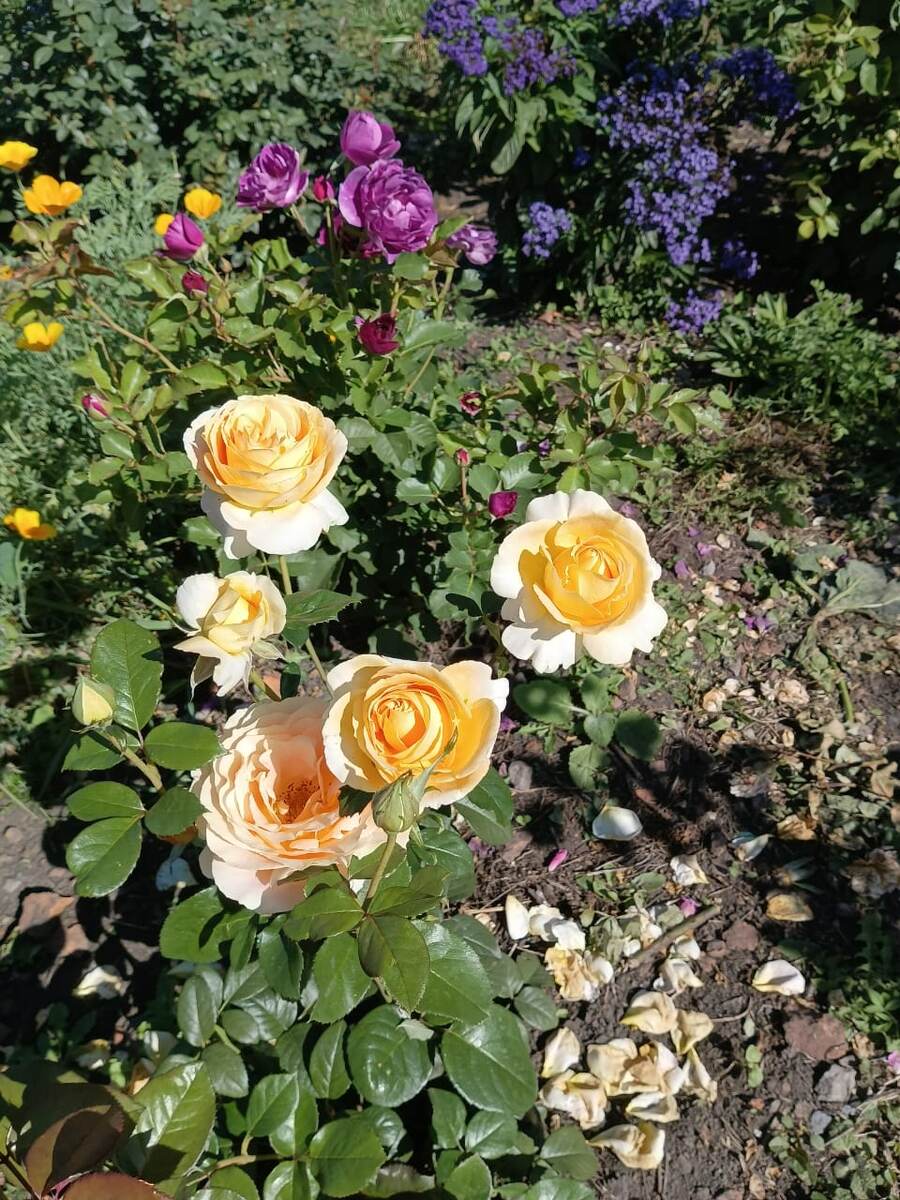 Генриетта Барнет