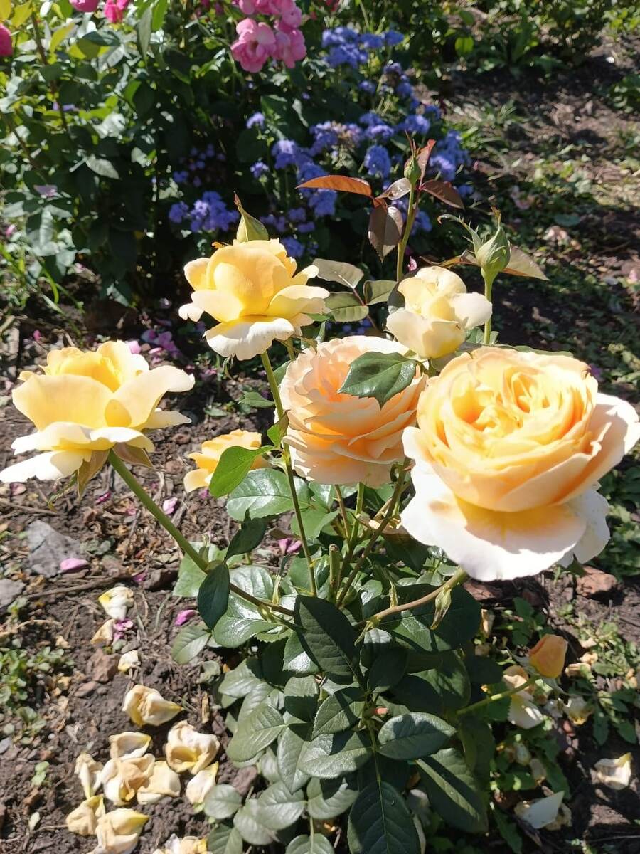 Генриетта Барнет