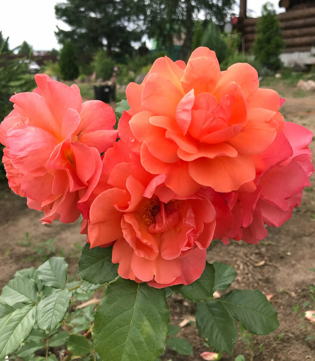 соцветие розы Westerland (цветок очень воздушный)