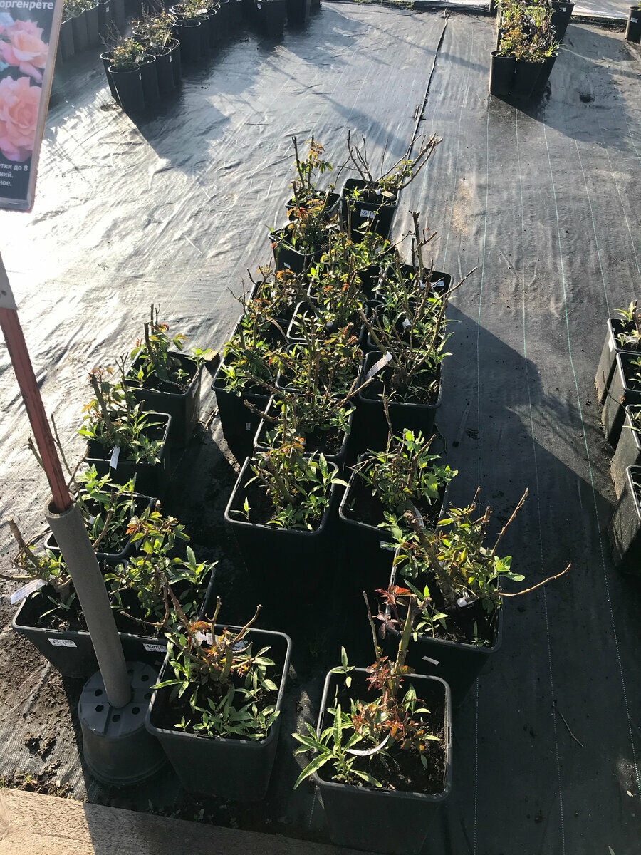 22 мая 2021 года так выглядел наш саженей в питомнике