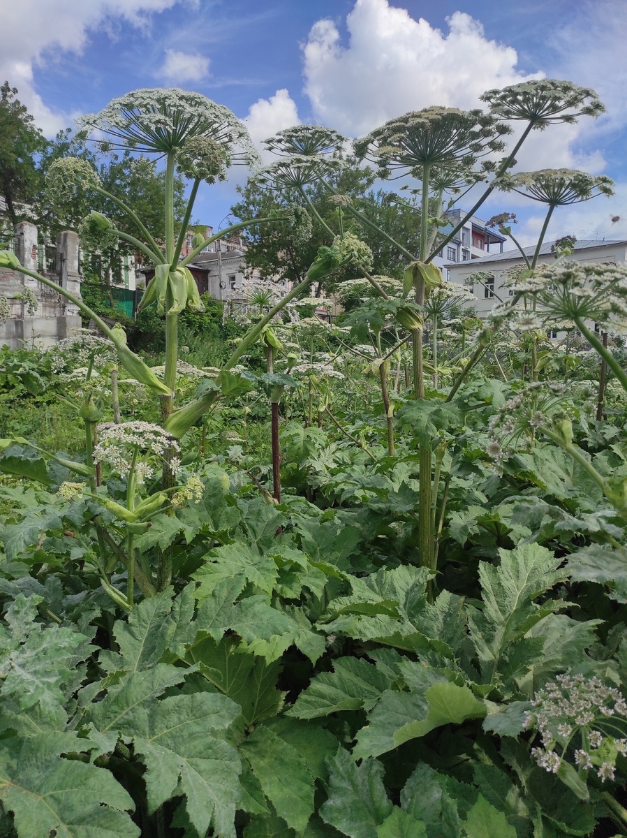 Цветущий борщевик Сосновского в городе