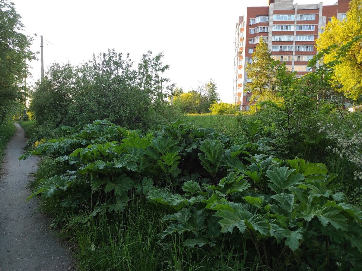 Борщевик на тротуаре