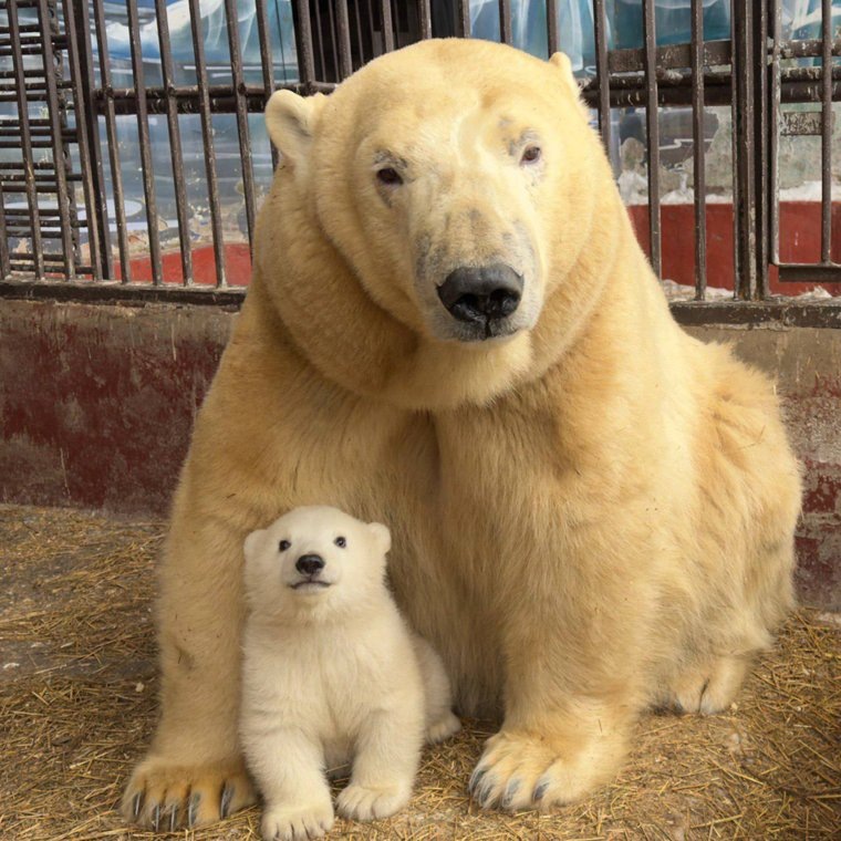 Медвежонок родился в Пермском зоопарке. Фото: Алла Платонова
