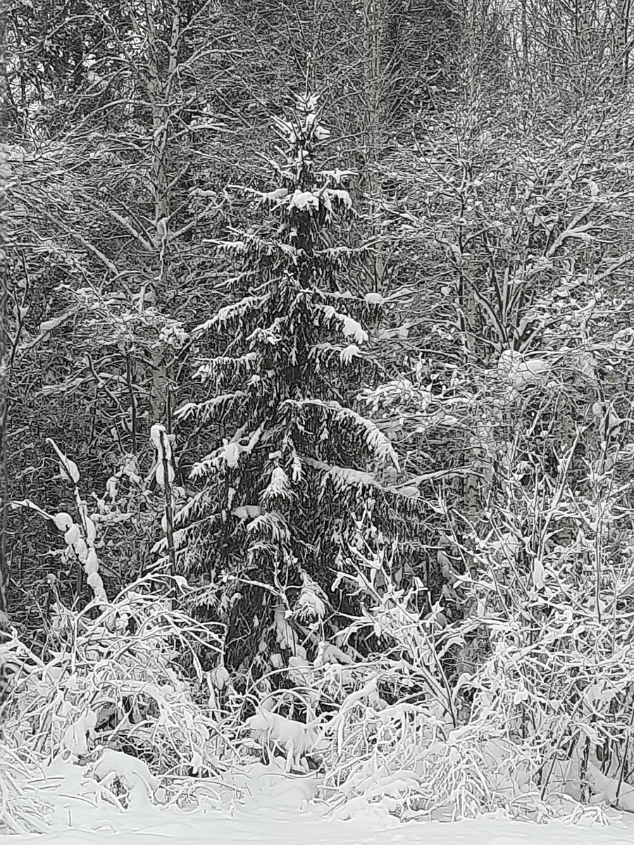 А в это время в лесу...