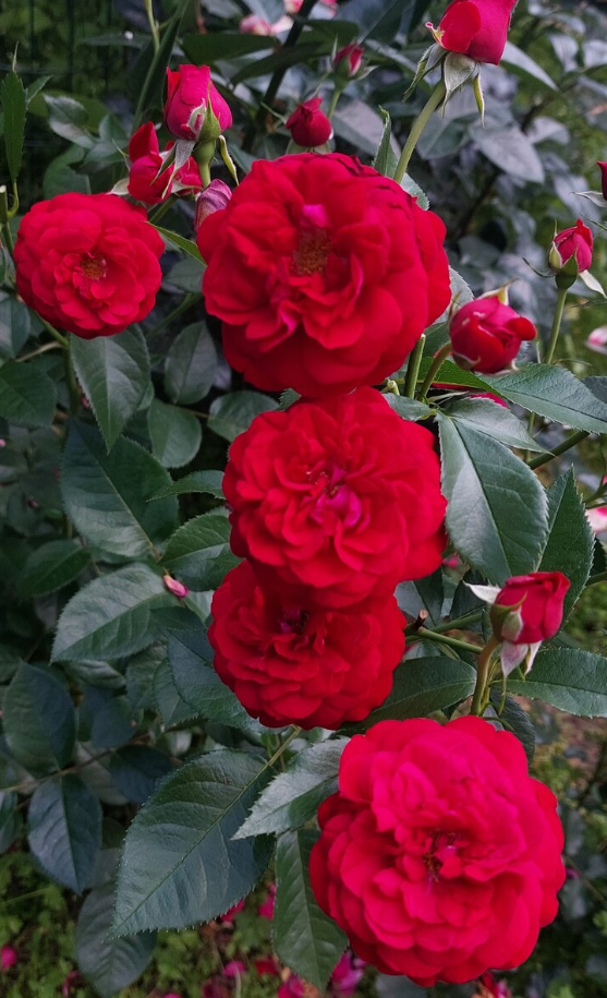 Бордо. Флорибунда