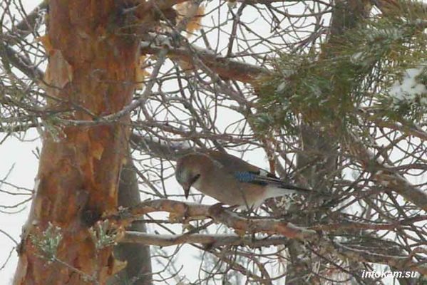    Сойка в сосновом лесопитомнике