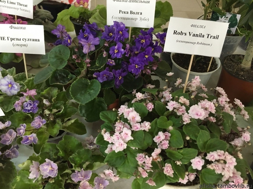 Посетить выставку могут все желающие