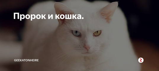 А кошка у пророка была белая, пушистая и разноглазая