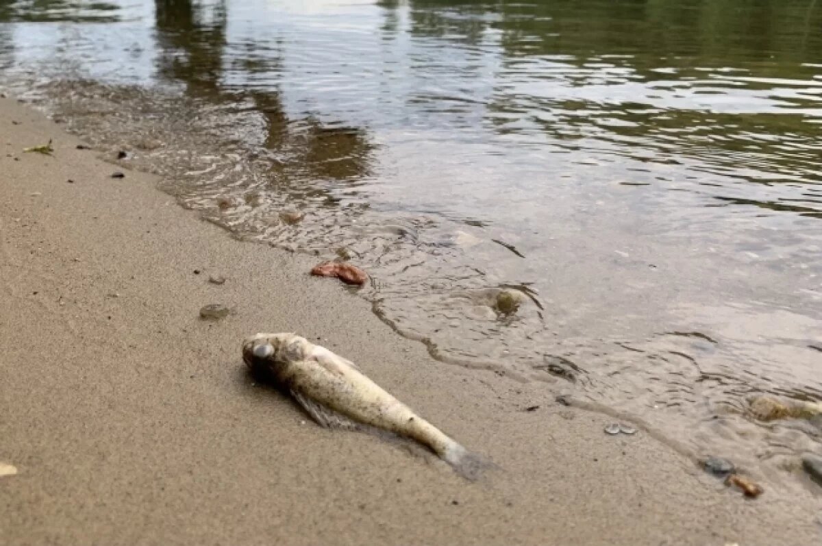    Эколог Голубитченко: массовый мор рыбы под Анапой не связан с мазутом