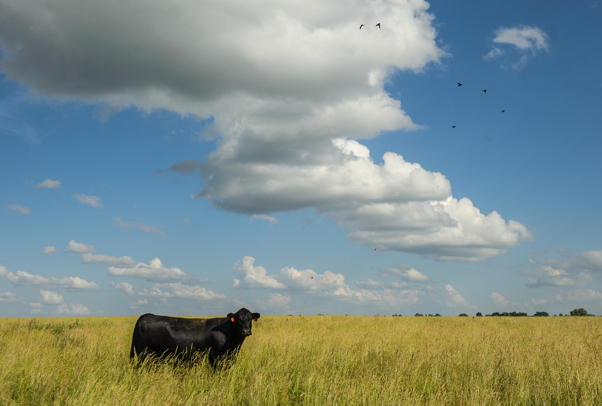 Абердин-ангус на одном из пастбищ «Мираторг»