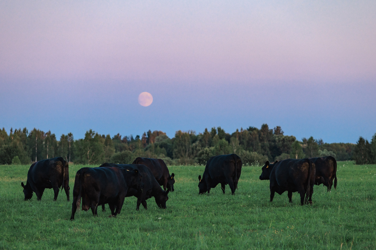 Представители породы на ферме «Супрягино» (Брянская область)
