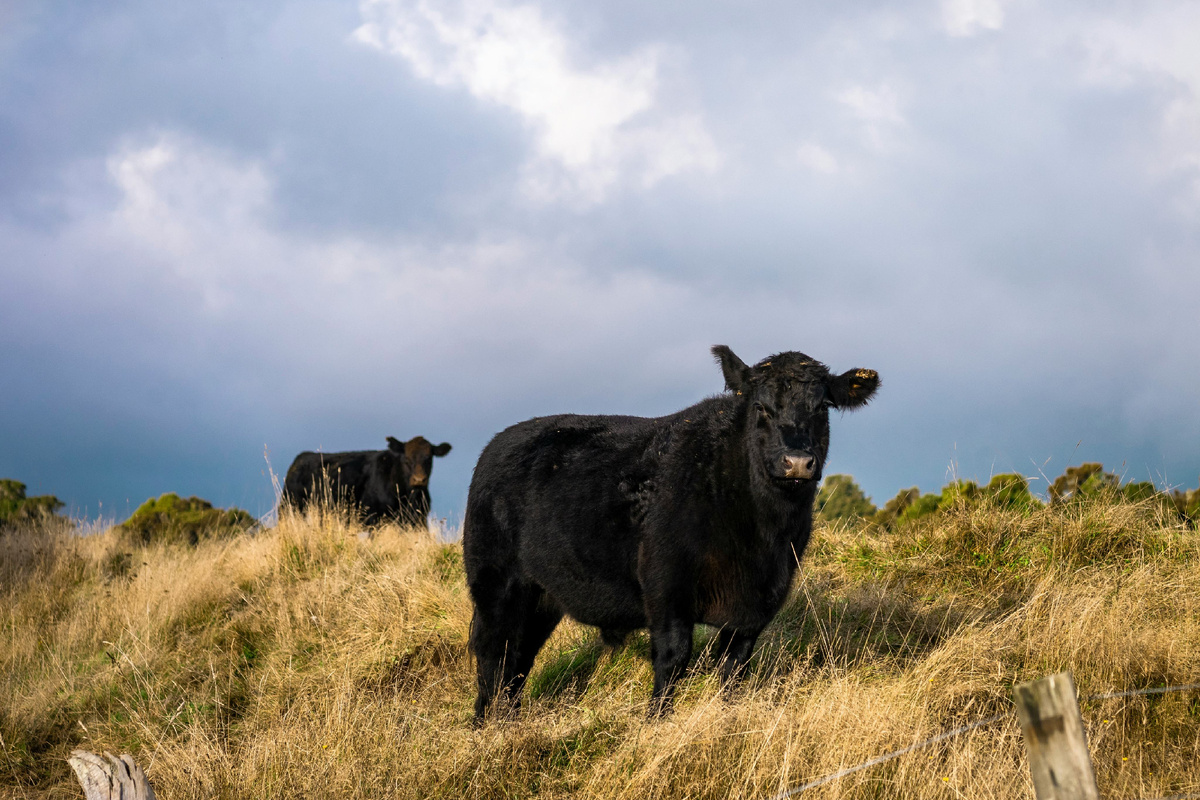 За несколько веков абердин-ангус стал одной из самых распространённых пород крупного рогатого скота мясного направления