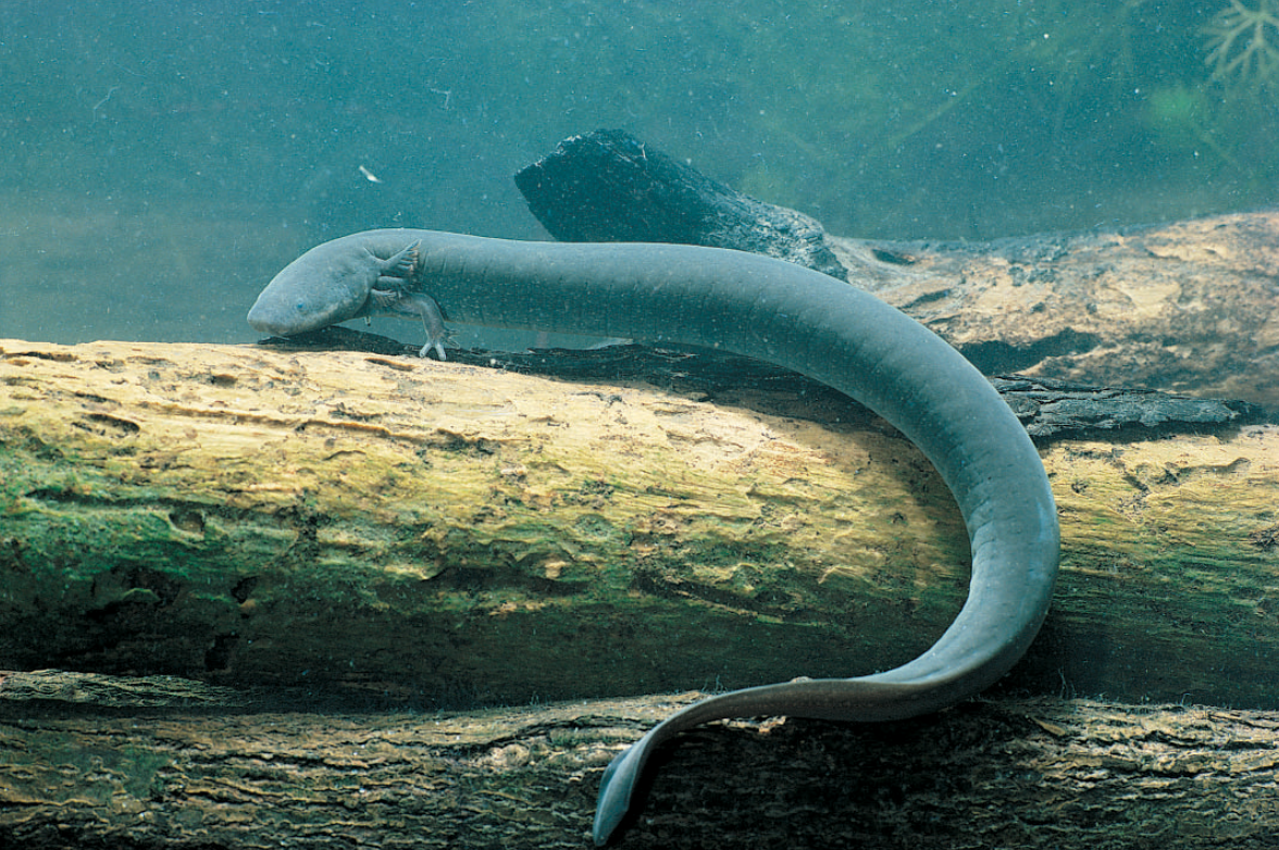 Грустит об отсутствии задних лапок...