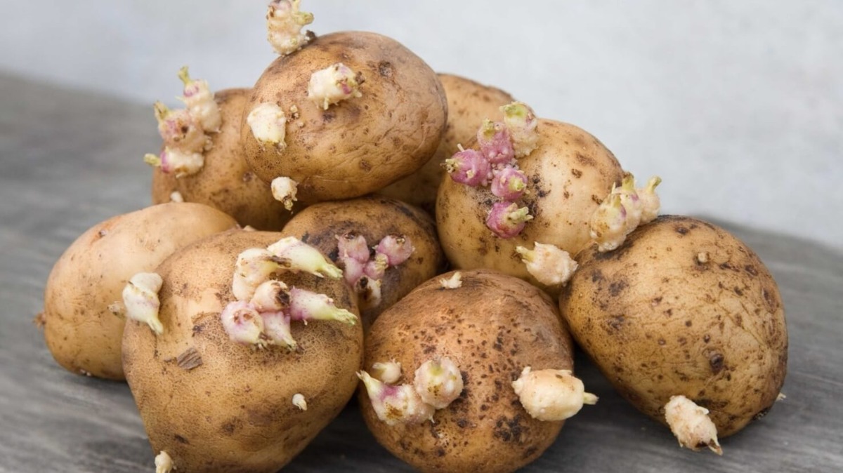    Картофель появился в рационе человека около 18 000 лет назад в Южной Америке. Источник изображения: glavagronom.ru