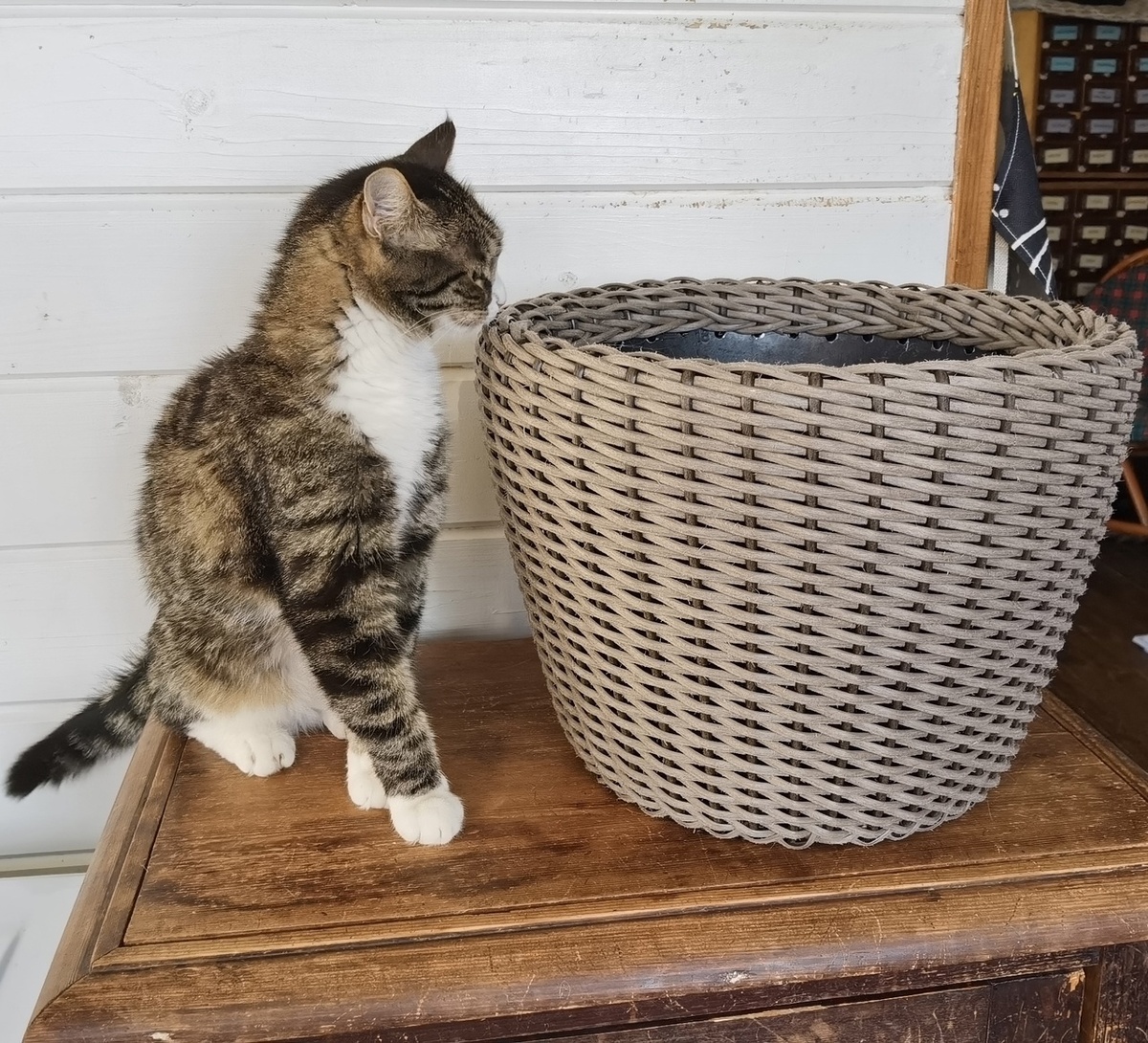 Фуфырик и сплетённое мной кашпо