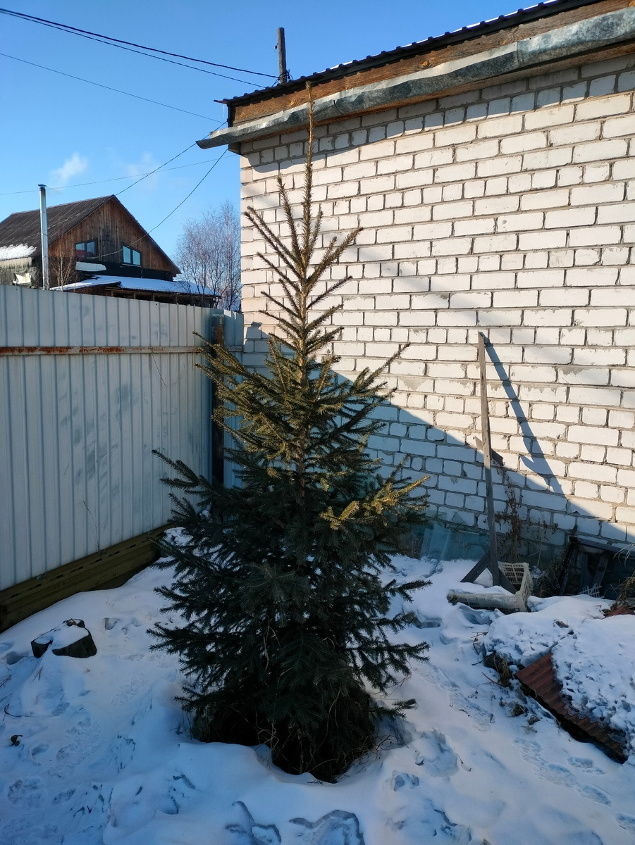 Наша пихточка. Мы её посадили маленькой в 10см 8 лет назад. Привезли от родителей с их дачи. Какое у нас красивое небо. 
