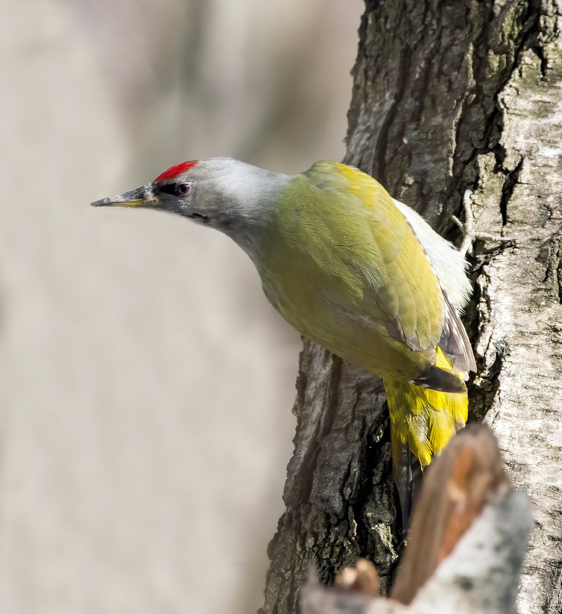 Седой дятел