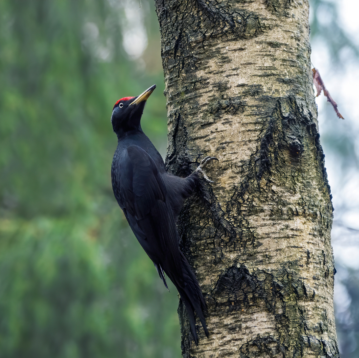 Чёрный дятел что-то высматривает