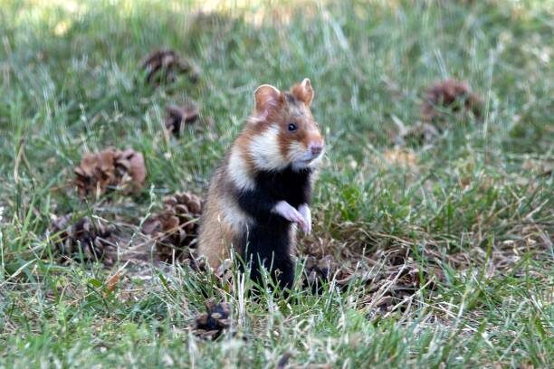 Карбыш или хомяк обыкновенный. Крупный и совсем не дружелюбный представитель 
