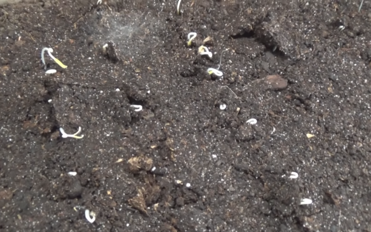 После появления росточков томата их нужно на 3 дня поместить под лампу.