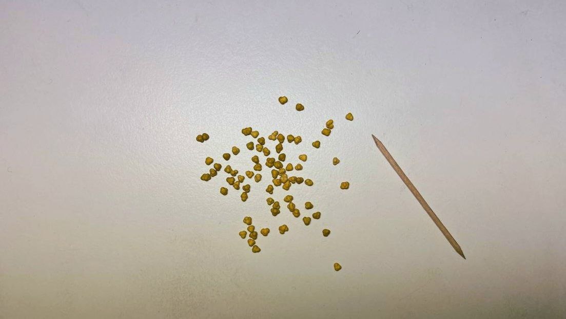 Мультидраже Дихондра Эмиральд Фоллс 