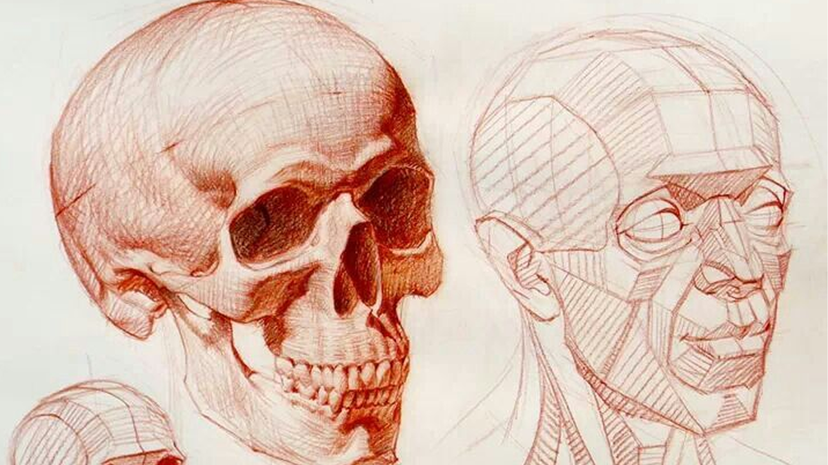 Анатомия черепа (адрес изображения https://i.pinimg.com/736x/48/df/f5/48dff554aa60775852289dab22cb2deb.jpg)