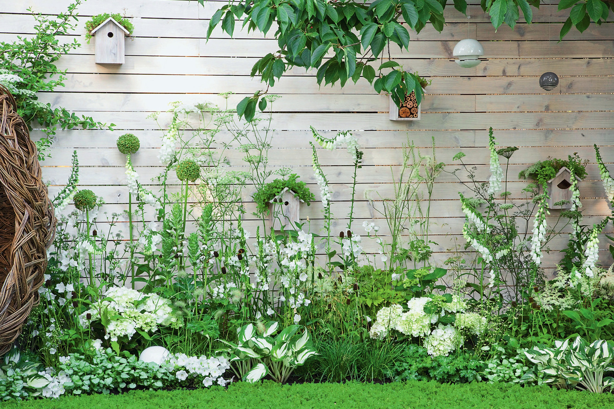    Монохромный ансамбль из гортензии, пестролистной хосты 'Fire and Ice', незабудки 'Jack Frost', наперстянки и колокольчика персиколистного прекрасно смотрится на фоне белой стены