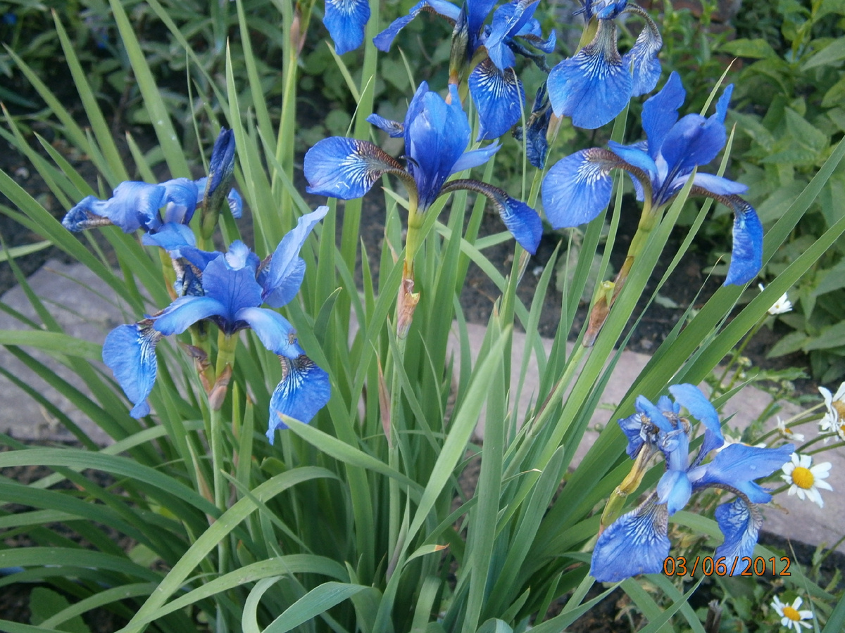 сибирскиий ирис, видовой,фото автора