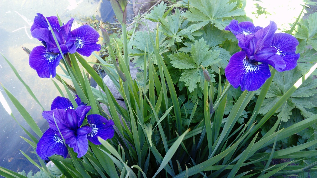 из самых давних