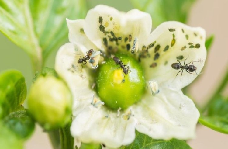    Сахар превратил муравьев из защитников тли в охотников