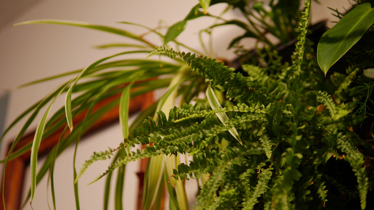 В выращивании комнатных растений избегать ошибок не так уж и сложно