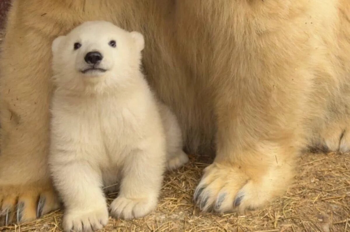    Родившийся в пермском зоопарке белый медвежонок