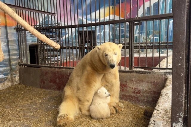    Медвежонок всё время с мамой. Фото: Пермский зоопарк