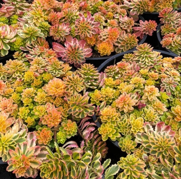 Взято из интернета