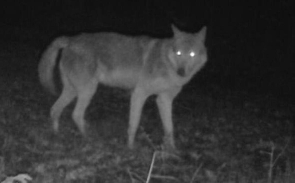 Фото: Краснодаркрайохота