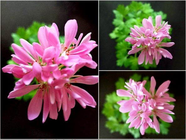 Так выглядит скйчас моя Ирида Клевер на Удачу.