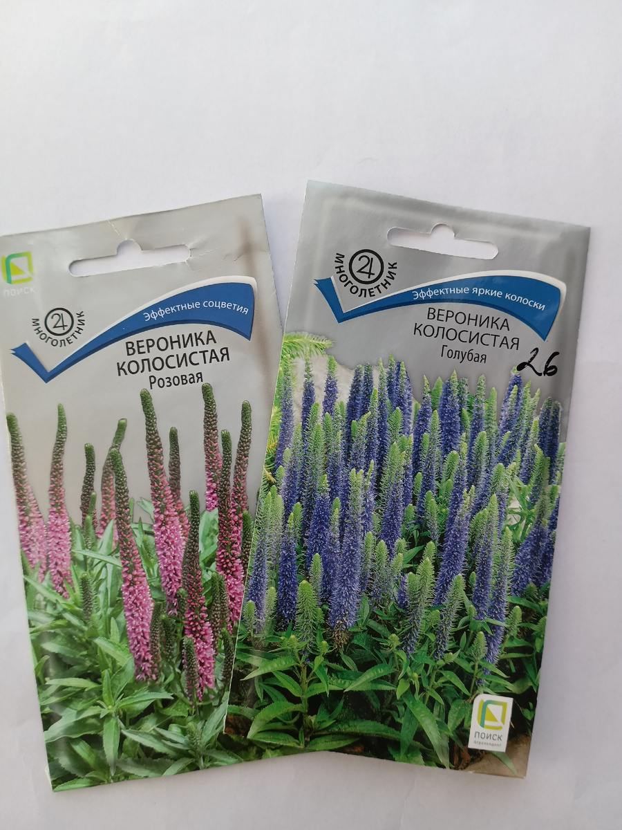 Вероника колосистая