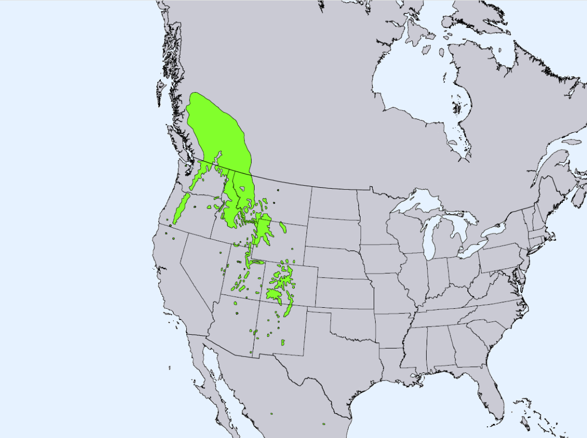 Ареал распространения ели Энгельмана в природе