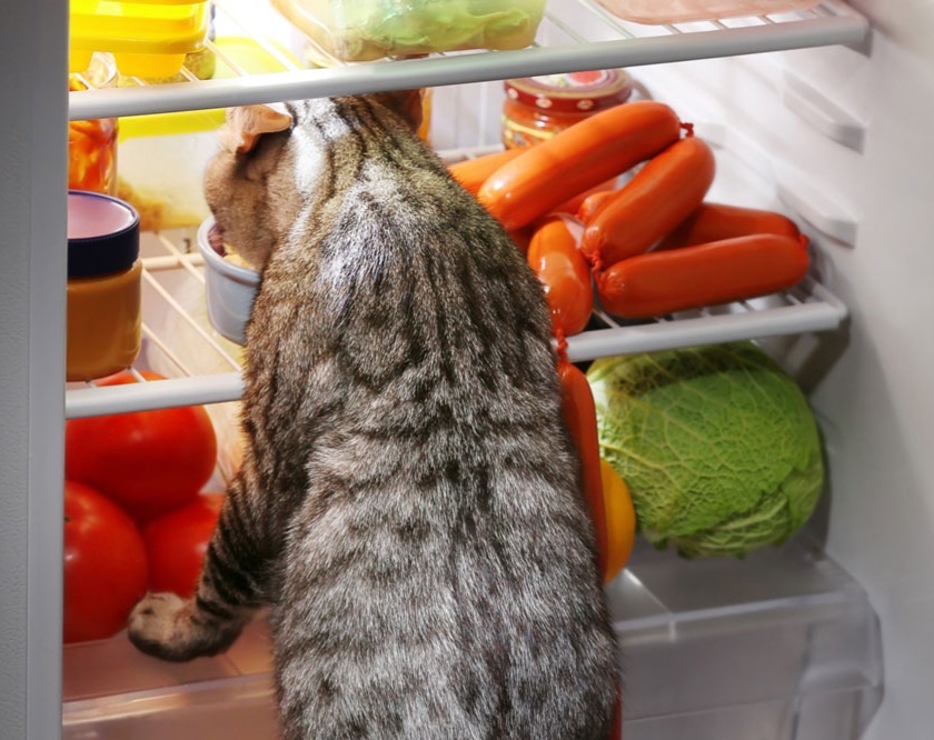 Яндекс картинки