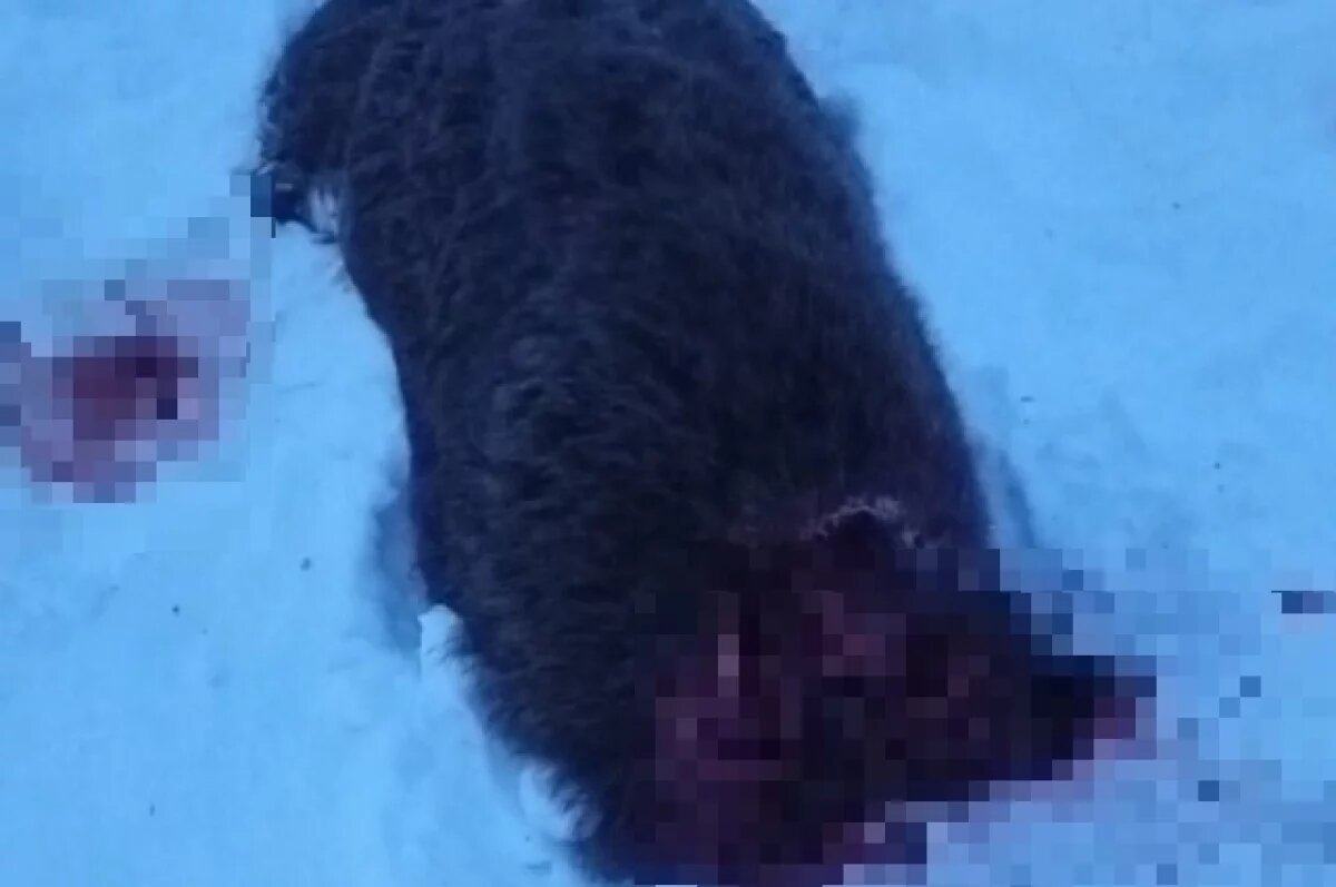    2 жителям Башкирии дали условный срок за незаконный отстрел 8 кабанов