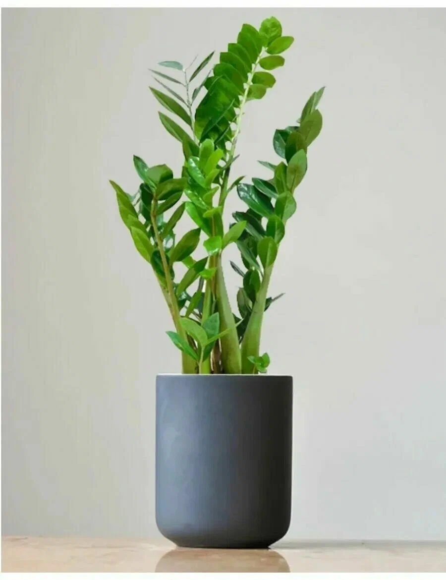 Замиокулькас, взрослое растение, фото из открытых источников