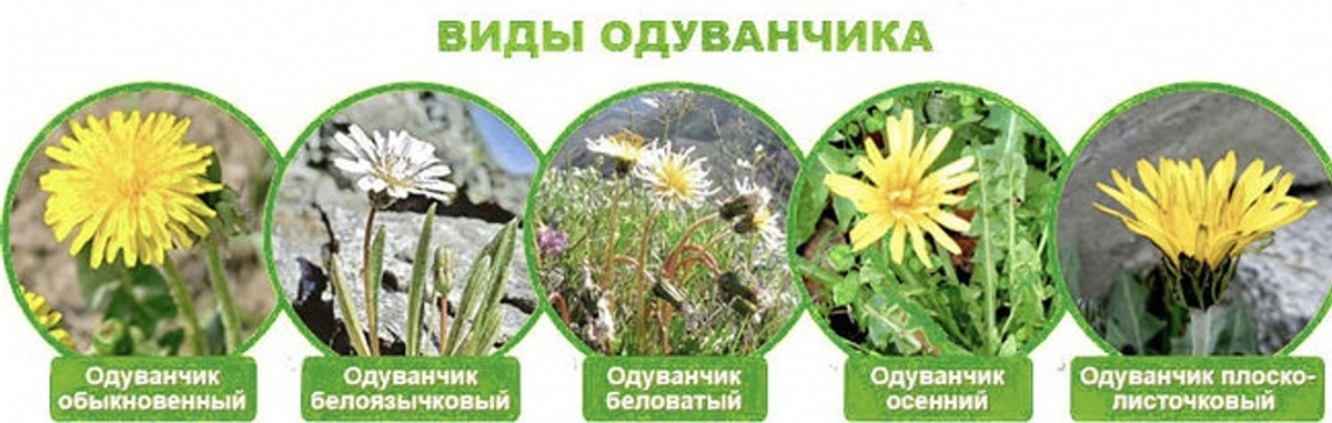 Виды одуванчика