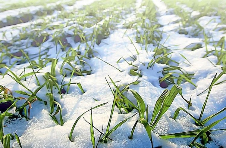    В Вологодской области состояние озимых культур на сегодня оценивается как удовлетворительное