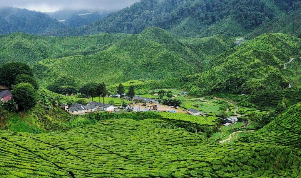    Иммиграция в Камерун Сервис иммиграции